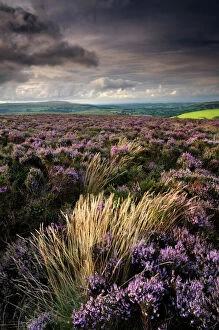 Images Dated 8th August 2008: Heather and moorland view, near Birch tor, Dartmoor NP, Devon, UK, August 2008