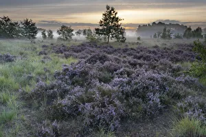 Heathland with Common heather (Calluna vulgaris) and scattered trees Heathland with Common heather (Calluna vulgaris) and scattered trees