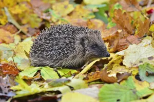 Hedgehog (Erinaceus europaeus) in autumn. Dorset, UK, October Hedgehog (Erinaceus europaeus) in autumn. Dorset, UK, October