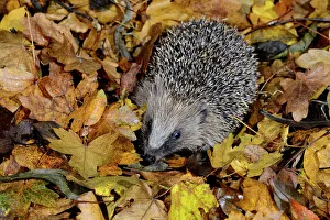 Hedgehog (Erinaceus europaeus) in leaf litter, Dorset, UK December Hedgehog (Erinaceus europaeus) in leaf litter, Dorset, UK December