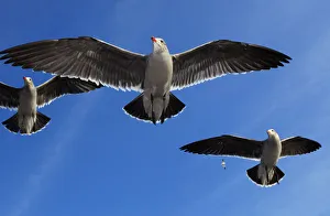 Heermann's Gulls (Larus heermanni) in flight. Ensenada, Baja California Peninsula Heermann's Gulls (Larus heermanni) in flight. Ensenada, Baja California Peninsula