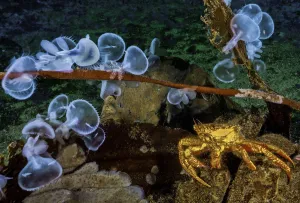 Helmet crab (Telmessus cheiragonus) and Hooded nudibranchs (Melibe leonina), Nigei Island Helmet crab (Telmessus cheiragonus) and Hooded nudibranchs (Melibe leonina), Nigei Island