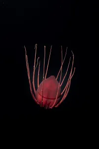 Drifting Gallery: Helmet jellyfish (Periphylla periphylla) drifting in the deep sea, Trondheimsfjord, Norway