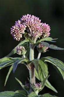 Hemp-agrimony (Eupatorium cannabinum) growing in field near the village of Bromeswell Hemp-agrimony (Eupatorium cannabinum) growing in field near the village of Bromeswell