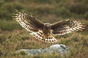 Backlit Gallery: Hen harrier (Circus cyaneus) adult female landing on rock in moorland habitat, Glen Tanar Estate