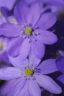 Hepatica / Blue anemone (Hepatica nobilis) flowers, Sabysjon, Uppland, Sweden, April 2009 Hepatica / Blue anemone (Hepatica nobilis) flowers, Sabysjon, Uppland, Sweden, April 2009