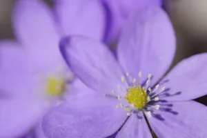 Hepatica / Blue anemone (Hepatica nobilis) flowers, Sabysjon, Uppland, Sweden, April 2009 Hepatica / Blue anemone (Hepatica nobilis) flowers, Sabysjon, Uppland, Sweden, April 2009