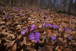 Hepatica {Hepatica nobilis} flowering in beech woods. Germany Hepatica {Hepatica nobilis} flowering in beech woods. Germany