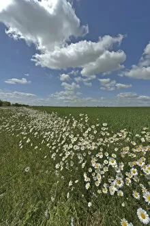 Compositae Collection: Herb rich conservation margin around farmland with Ox-eye daisies (Leucanthemum vulgare)