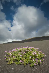Herb robert (Geranium robertianum) flowering in lava field, La Geria area, Lanzarote Herb robert (Geranium robertianum) flowering in lava field, La Geria area, Lanzarote