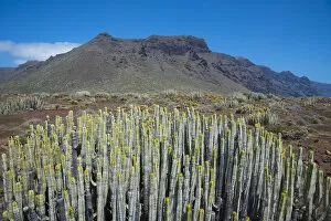 Euphorbia Gallery: Hercules club / Canary Island Spurge (Euphorbia canariensis) in montane habitat