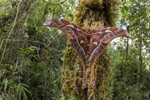 Montane Gallery: Hercules moth (Coscinocera hercules) recently emerged in montane rinforest. Ambua Lodge