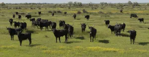 Herd of Camargue bulls, Camargue, France, May Herd of Camargue bulls, Camargue, France, May