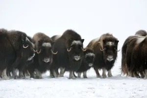 Herd of Muskox with calf (Ovibos moschatus) Banks Island, North West Territories, Canada Herd of Muskox with calf (Ovibos moschatus) Banks Island, North West Territories, Canada
