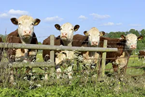 Four Hereford bullocks looking over a fence with Cow Parsley (Anthriscus sylvestris) Four Hereford bullocks looking over a fence with Cow Parsley (Anthriscus sylvestris)