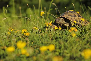 Hermanns tortoise (Testudo hermanni) Shebeniku-Jabllanica National Park, Albania Hermanns tortoise (Testudo hermanni) Shebeniku-Jabllanica National Park, Albania