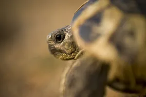 Hermanns tortoise (Testudo hermanni) near Meteora, Greece, October 2008 Hermanns tortoise (Testudo hermanni) near Meteora, Greece, October 2008