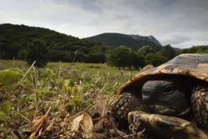 Hermanns tortoise (Testudo hermanni) portrait, Djerdap National Park, Serbia Hermanns tortoise (Testudo hermanni) portrait, Djerdap National Park, Serbia