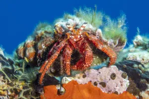Hermit crab (Dardanus calidus) Vis Island, Croatia, Adriatic Sea, Mediterranean Hermit crab (Dardanus calidus) Vis Island, Croatia, Adriatic Sea, Mediterranean