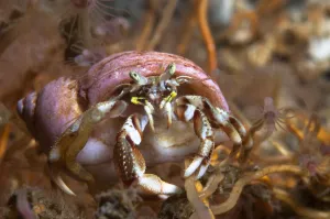 Images Dated 1st September 2006: Hermit crab (Pagurus bernhardus) on yellow sponge, Loch Etive, west coast of Scotland