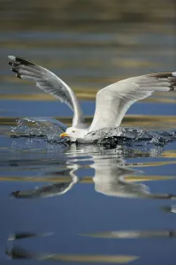 Herring gull (Larus argentatus) landing on water, Flatanger, Nord Trndelag, Norway Herring gull (Larus argentatus) landing on water, Flatanger, Nord Trndelag, Norway