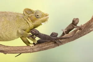 High-casqued chameleon / Von Hoehnel's chameleon (Trioceros hoehnelii High-casqued chameleon / Von Hoehnel's chameleon (Trioceros hoehnelii