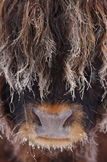 Images Dated 29th December 2005: Highland bull (Bos taurus) face close up in freezing fog, Berwickshire Scotland, December