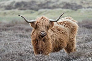 Images Dated 19th April 2013: Highland Cow (Bos taurus) Texel, the Netherlands, April