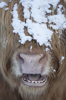 Highland cow close up with mouth open, Glenfeshie, Cairngorms National Park, Scotland Highland cow close up with mouth open, Glenfeshie, Cairngorms National Park, Scotland