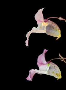 Himalayan balsam (Impatiens glandulifera), dissection of flowers. Male phase above Himalayan balsam (Impatiens glandulifera), dissection of flowers. Male phase above