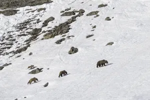 Himalayan brown bear (Ursus arctos isabellinus) female with two young cubs climbing up snowy slope