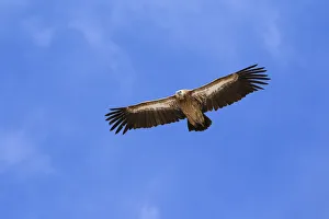 Himalayan Griffon (Gyps himalayensis) in flight in Spiti valley Himalayan Griffon (Gyps himalayensis) in flight in Spiti valley