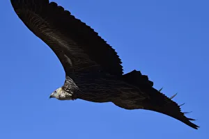 Himalayan griffon vulture (Gyps himalayensis) in flight, Dulan Hills, Tibetan Plateau Himalayan griffon vulture (Gyps himalayensis) in flight, Dulan Hills, Tibetan Plateau