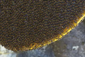 Himalayan honey bees (Apis dorsata laboriosa) on comb, Mount Namjagbarwa, Yarlung Himalayan honey bees (Apis dorsata laboriosa) on comb, Mount Namjagbarwa, Yarlung