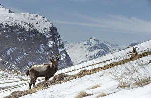 Himalayan ibex (Capra sibirica hemalayanus) males, resting and grazing Himalayan ibex (Capra sibirica hemalayanus) males, resting and grazing