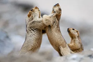 Himalayan Marmots (Marmota himalayana) play-fighting, Ladakh, India Himalayan Marmots (Marmota himalayana) play-fighting, Ladakh, India