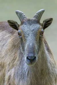 Himalayan tahr (Hemitragus jemlahicus) female. Captive, Netherlands Himalayan tahr (Hemitragus jemlahicus) female. Captive, Netherlands