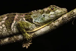 Hippie anole (Anolis fraseri), Mindo, Ecuador Hippie anole (Anolis fraseri), Mindo, Ecuador