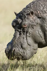 Hippo (Hippopotamus amphibius) male after a a mud bath, Masai-Mara Game Reserve, Kenya Hippo (Hippopotamus amphibius) male after a a mud bath, Masai-Mara Game Reserve, Kenya