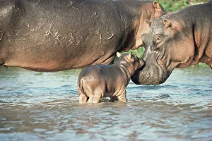 Popular themes/natures paradises/hippopotamus calf hippopotamus amphibius Popular themes/natures paradises/hippopotamus calf hippopotamus amphibius