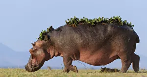 Hippopotamus (Hippopotamus Amphibius) with back covered in water hyacinth on back after Hippopotamus (Hippopotamus Amphibius) with back covered in water hyacinth on back after
