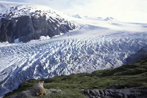 Images Dated 20th November 2012: Hoary marmot (Marmota caligata) adult overlooking Exit Glacier in Kenai Fjords National Park