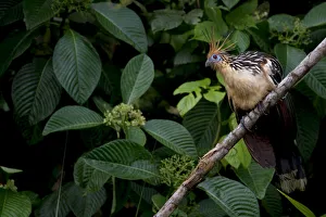Hoatzin (Opisthocomus hoazin) perched on branch, Yasuni National Park, Orellana, Ecuador Hoatzin (Opisthocomus hoazin) perched on branch, Yasuni National Park, Orellana, Ecuador
