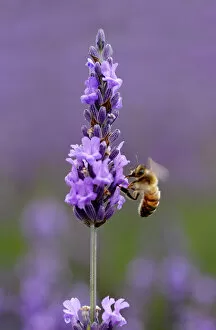 Invertebrates Gallery: Honey bee (Apis mellifera) feeding from Lavender (Lavandula) flowers, Mayfield Lavender Farm