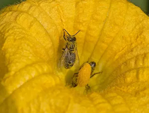 Honey bee (Apis mellifera) with pollen grains on back. Inside male Squash (Cucurbita Honey bee (Apis mellifera) with pollen grains on back. Inside male Squash (Cucurbita