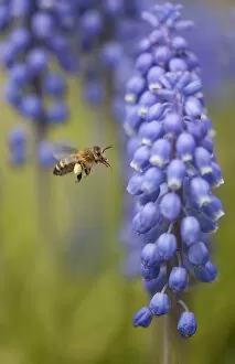 Images Dated 8th April 2012: Honey bee (Apis mellifera) visiting Grape hyacinth, Sheffield, UK