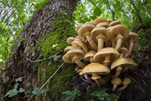 Images Dated 8th September 2013: Honey Fungus (Armillaria mellea) growing on mature Ash tree (Fraxinus excelsior)