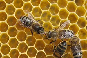 Honeybee workers exchanging food - known as trophallaxis (Apis mellifera) Sussex, UK
