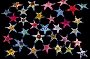 Astonishing Gallery: Honeycomb / Cushion starfish (Pentaceraster alveolatus) composite image on black background
