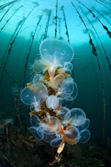 Sea Slug Gallery: Hooded nudibranchs (Melibe leonina) filter feeding beneath bull kelp